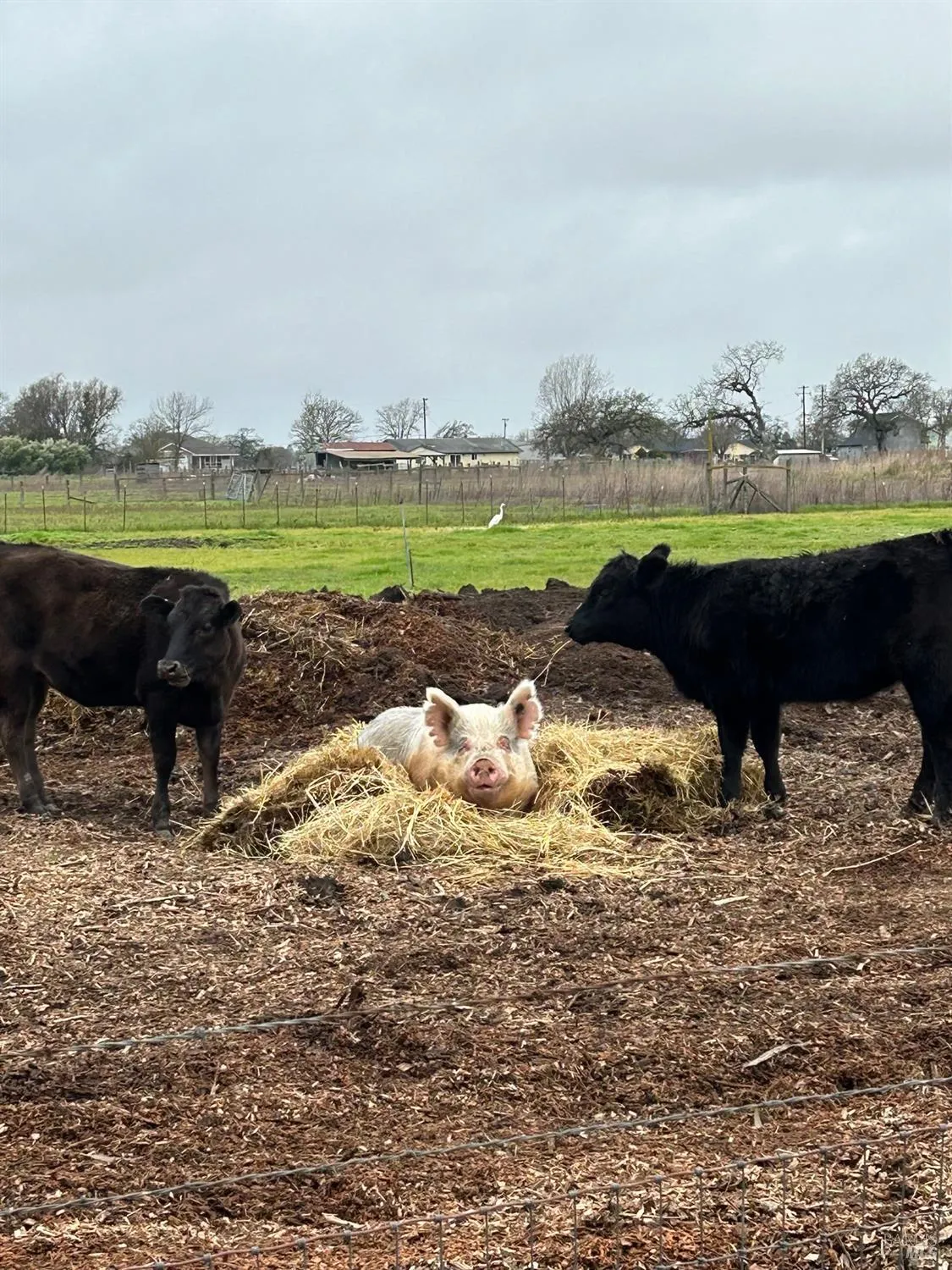 Santa Rosa, California 95407, United States, 3 Bedrooms Bedrooms, ,2 BathroomsBathrooms,Residential,Active,174550