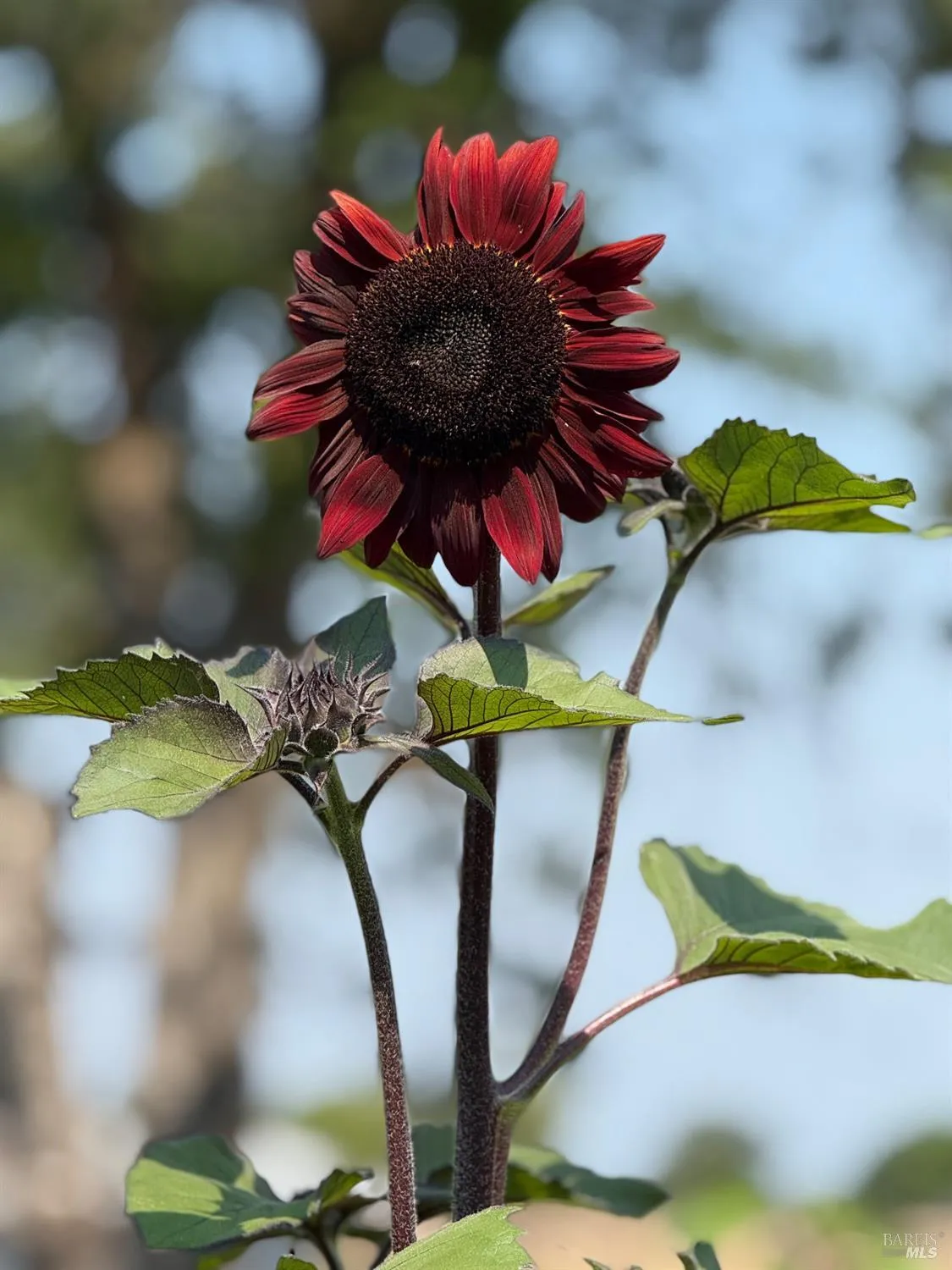 Santa Rosa, California 95407, United States, 3 Bedrooms Bedrooms, ,2 BathroomsBathrooms,Residential,Active,174550