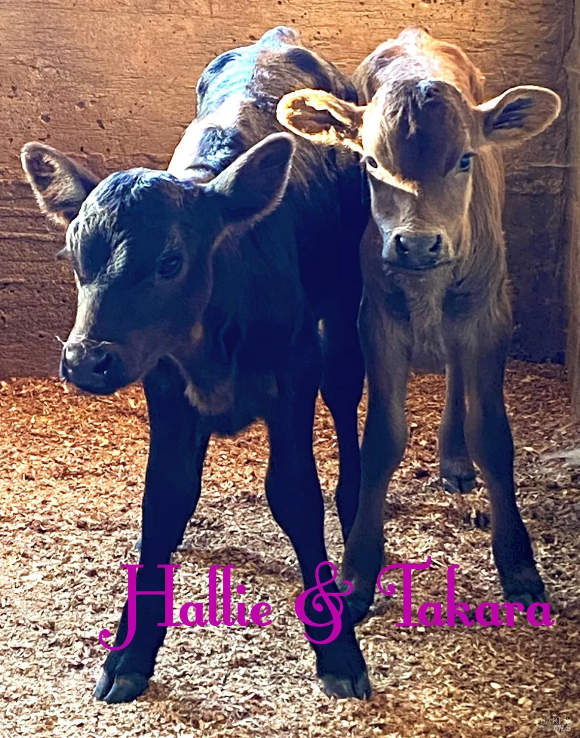 Santa Rosa, California 95407, United States, 3 Bedrooms Bedrooms, ,2 BathroomsBathrooms,Residential,Active,174550