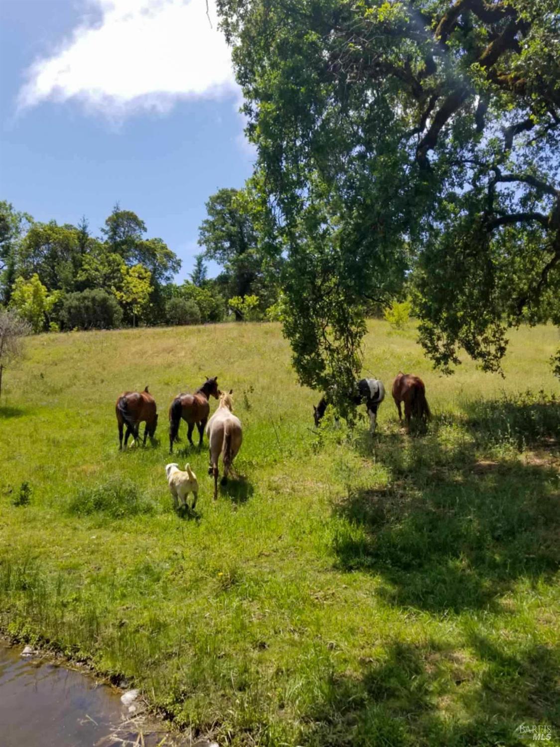 Ukiah, California, 95482, United States, 3 Bedrooms Bedrooms, ,3 BathroomsBathrooms,Residential,Active,2019494