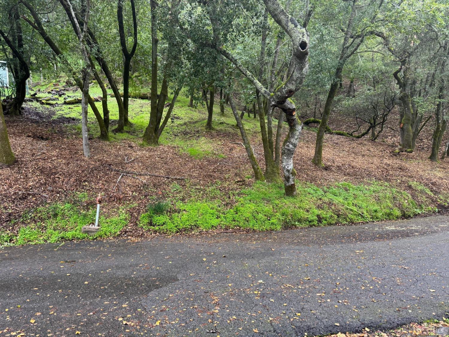 Cypress Drive