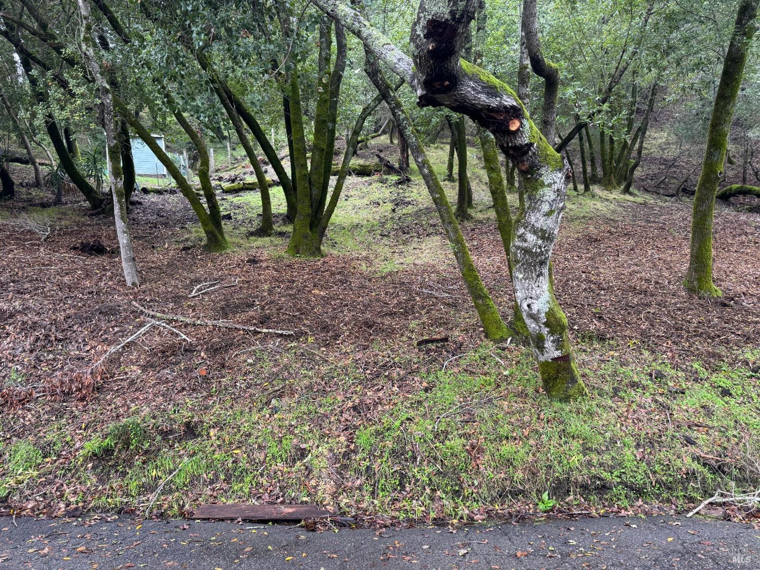 Cypress Drive