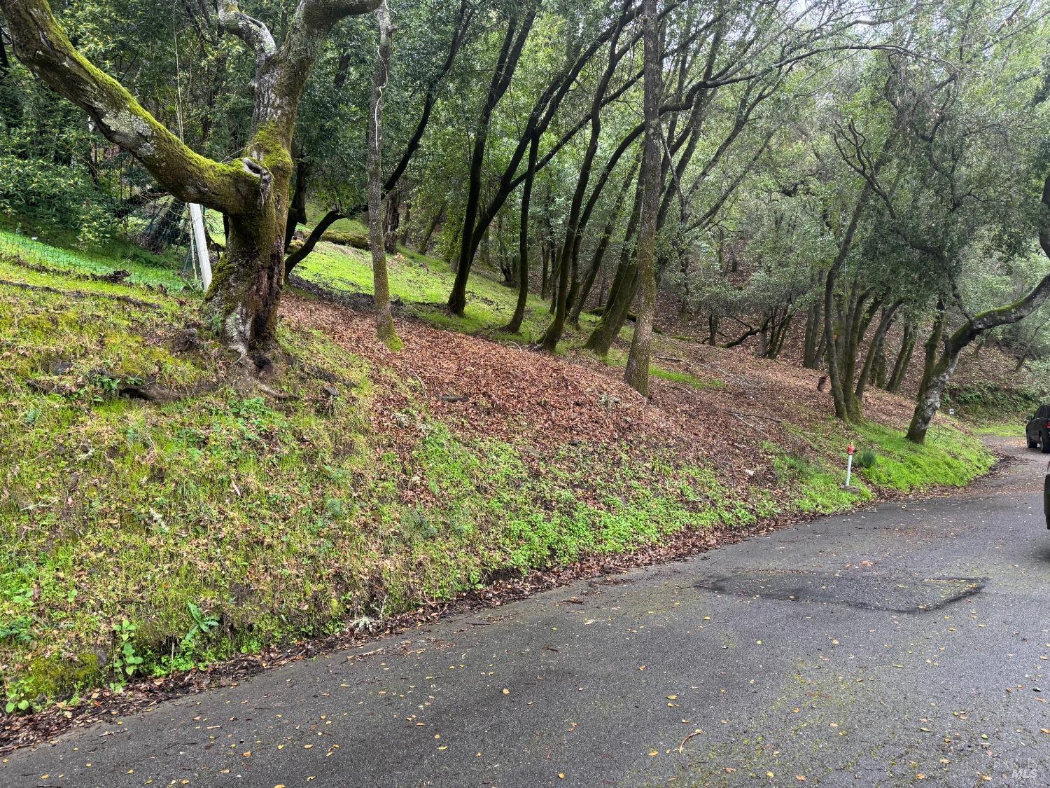 Cypress Drive