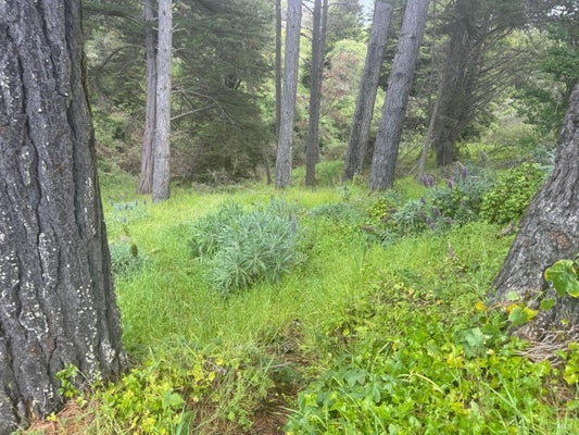 389 S OCEAN PKWY, BOLINAS, CA 94924 - Image d07be77bb7f24ea0f37a336ffe99ba38/2075231765