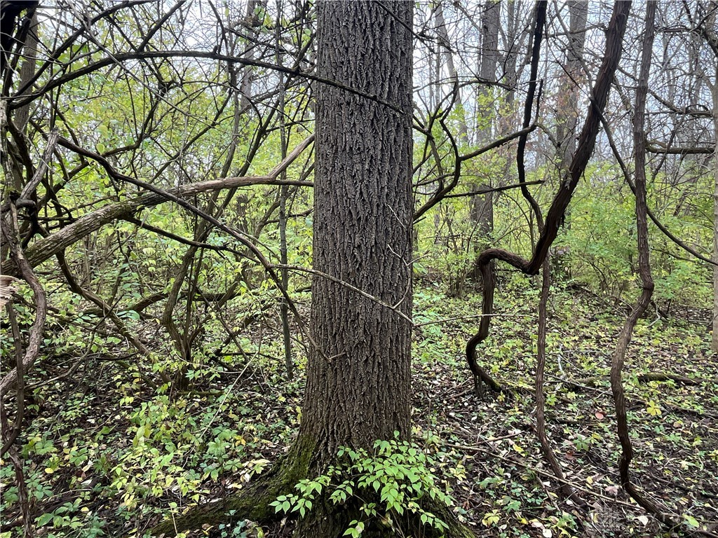 Dog Leg Road, Vandalia, Ohio image 28