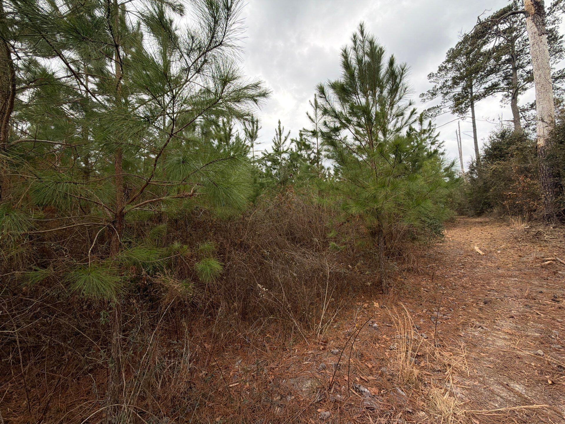 Bff Ii 4 J C Barefoot Road