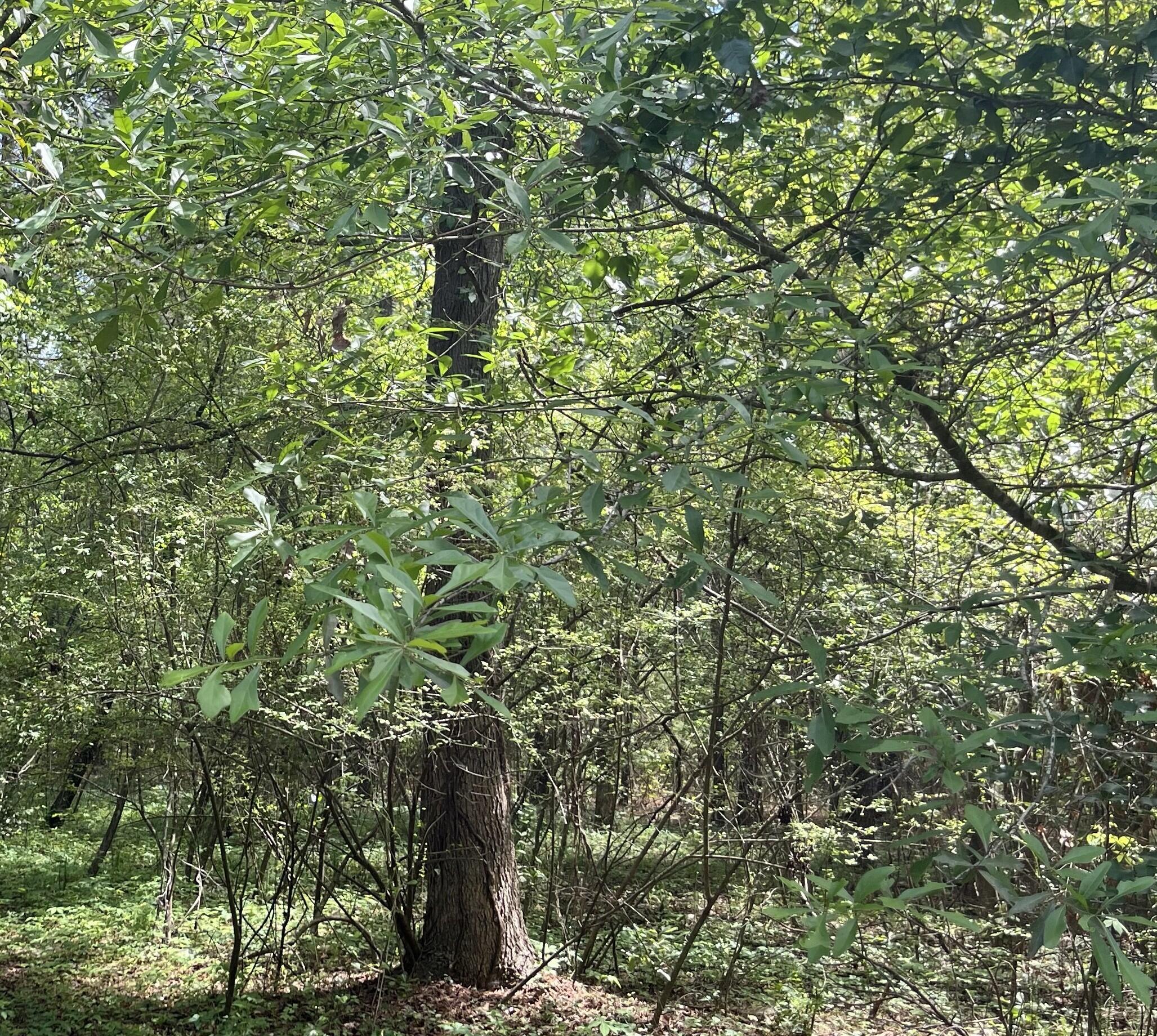 00 S Michelle Street