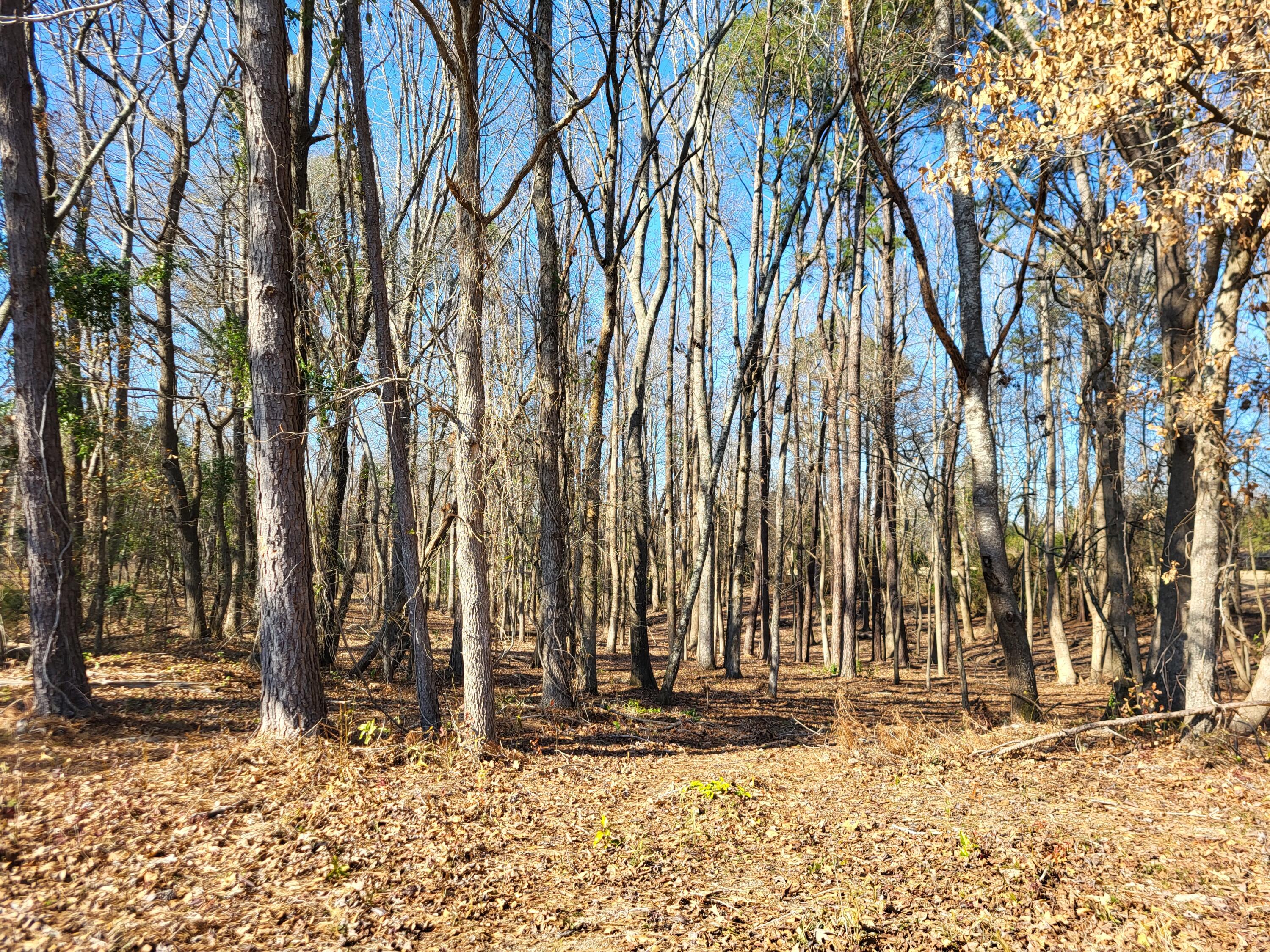 Lot 2 Santee Lumber Road