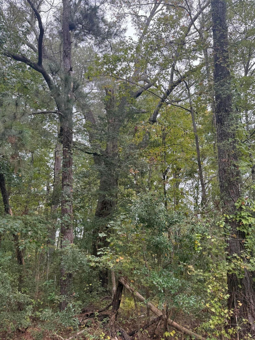 Photo of 0 Benedict Avenue, North Charleston, SC 29418 (MLS # 25029464)