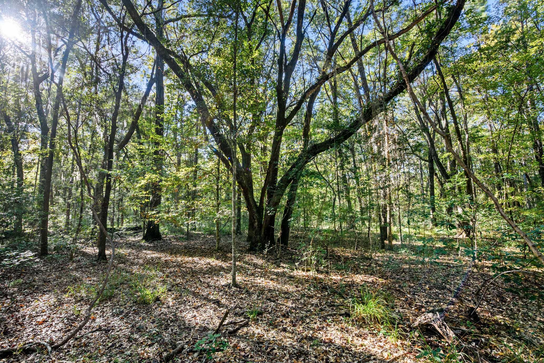 2515 Joseph Pearline Road