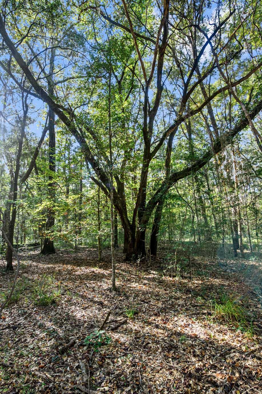 2515 Joseph Pearline Road