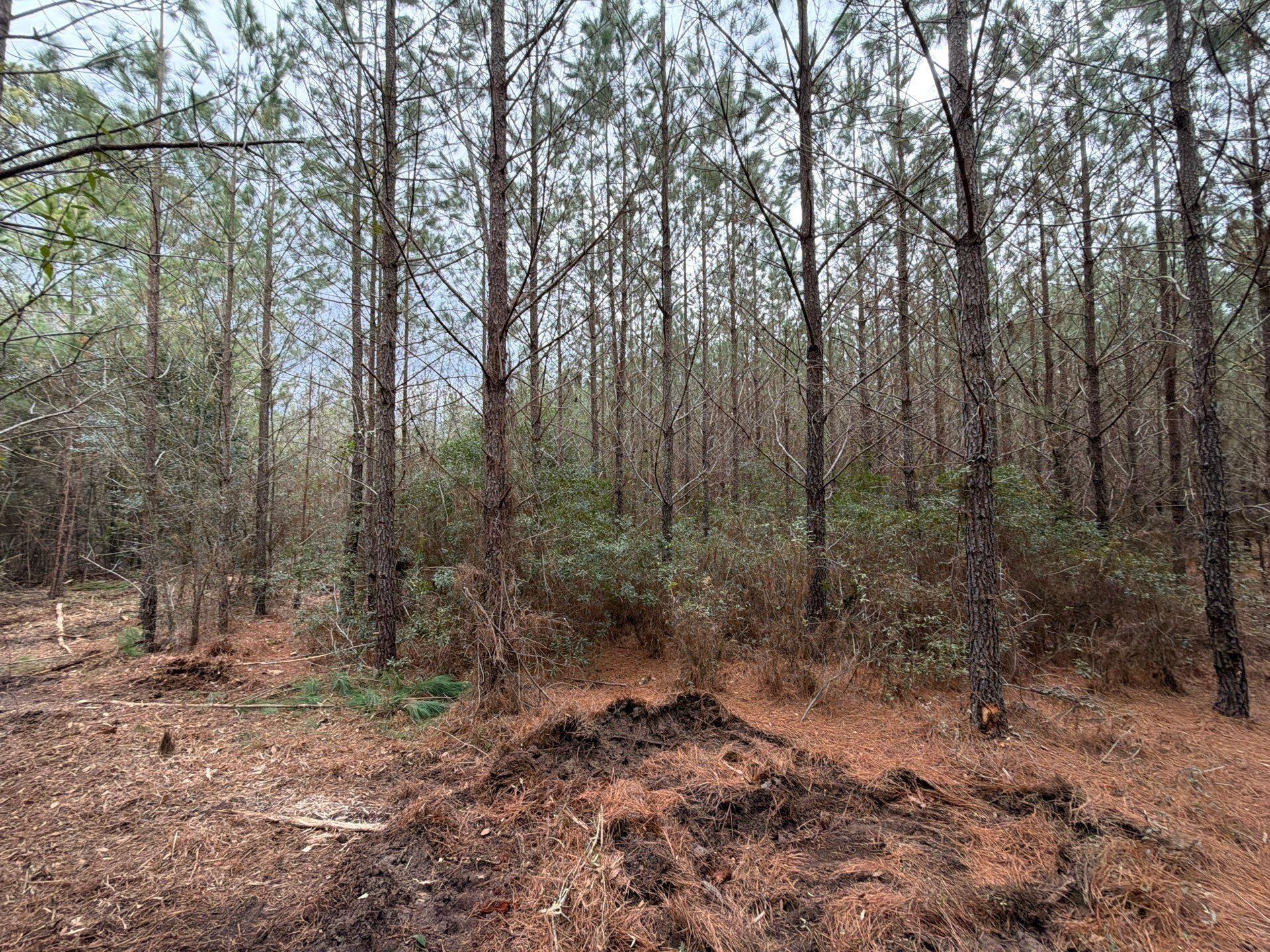 Bff Ii 2 J C Barefoot Road Bff Ii 2