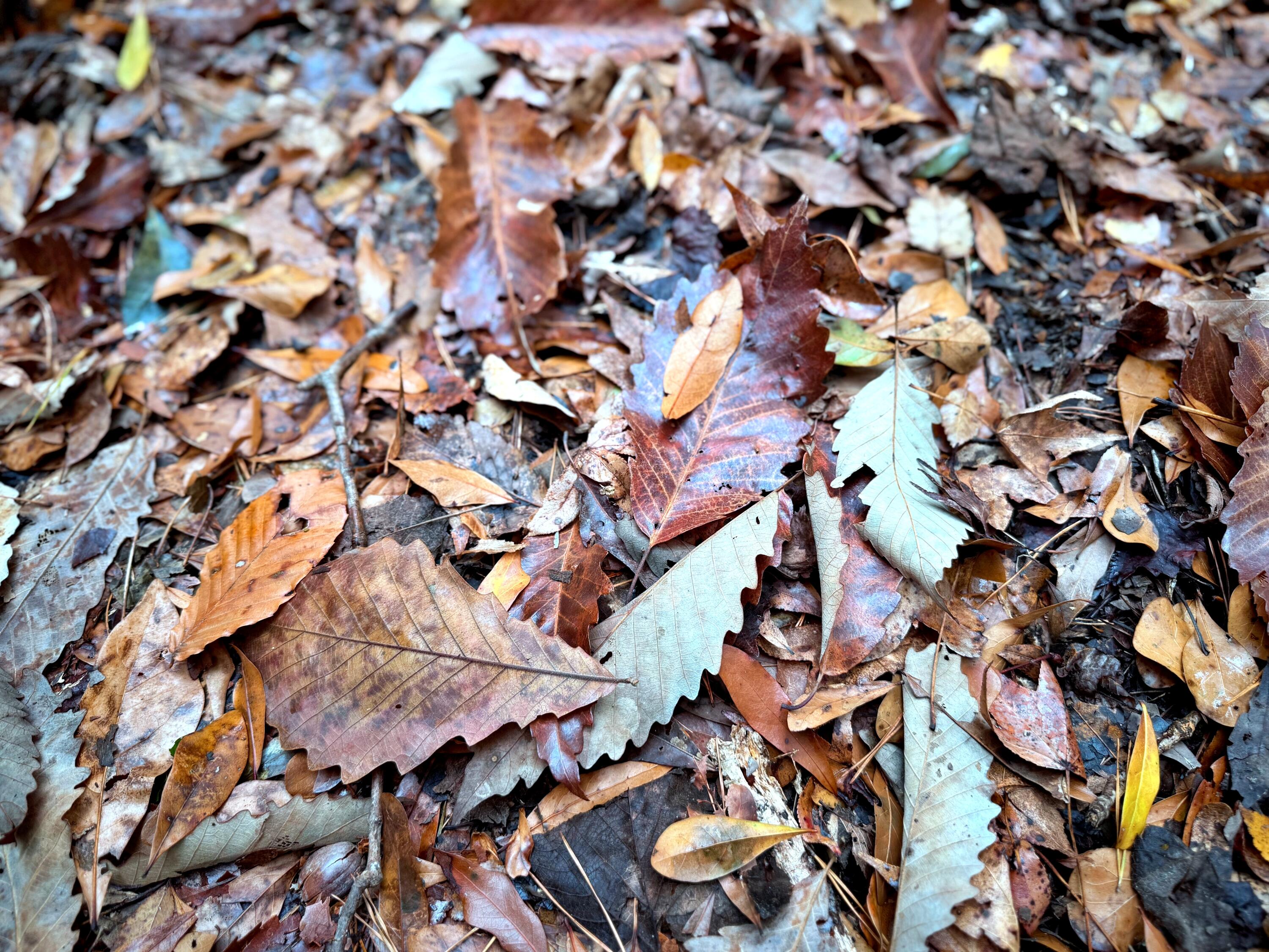 1215 Sandy Run Circle