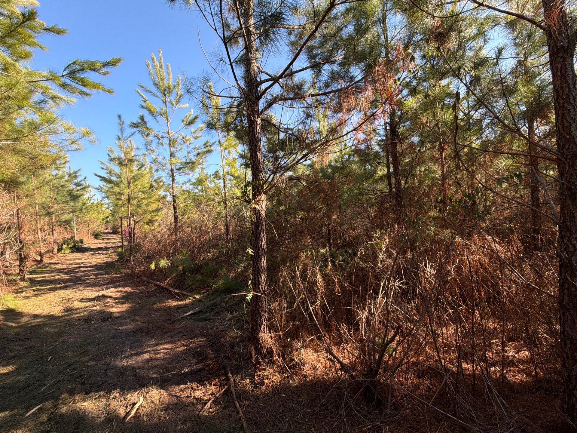 Bff Ii 8 Brunson Teal Rd Road