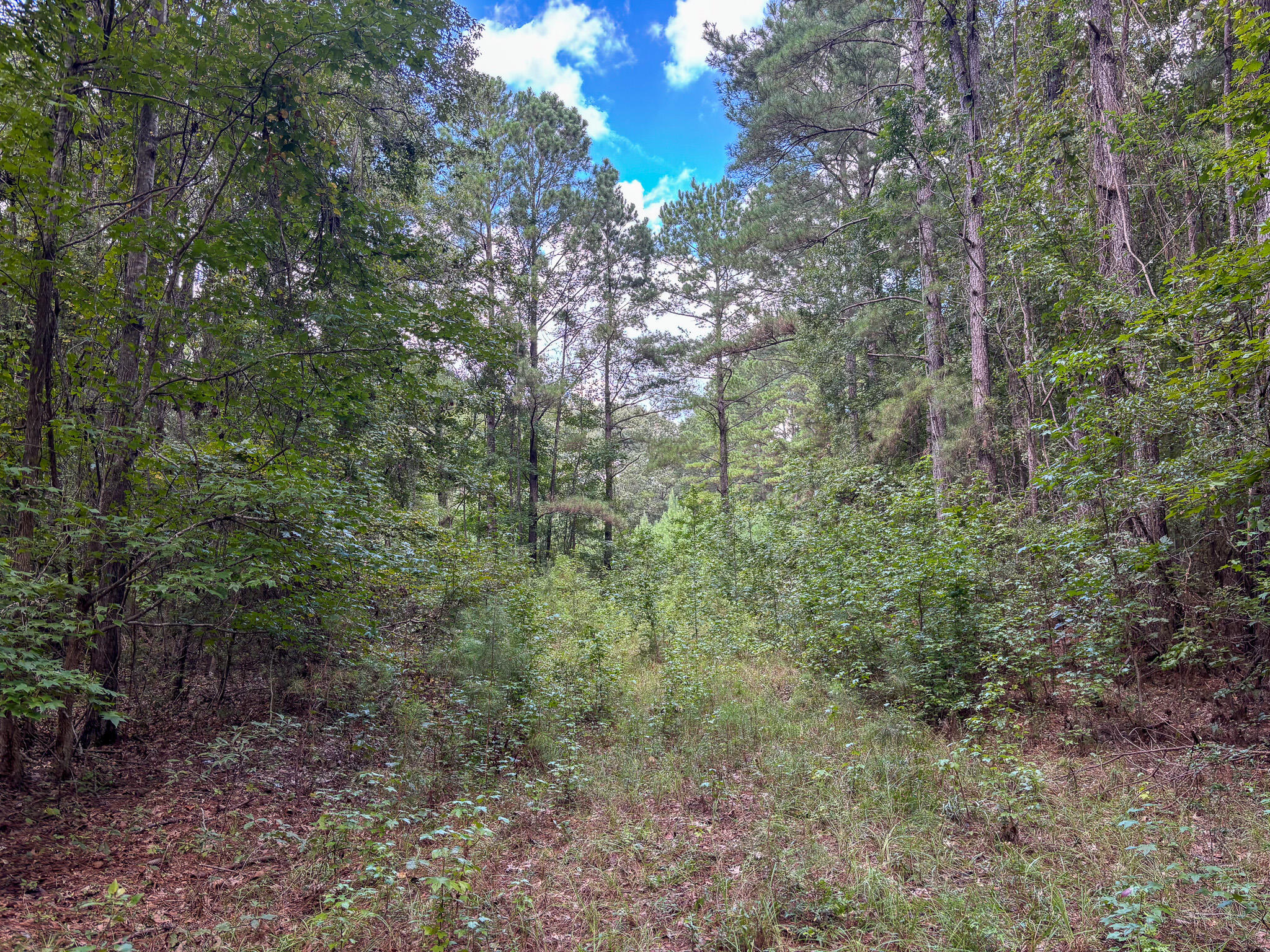 5496 Mauss Hill Road