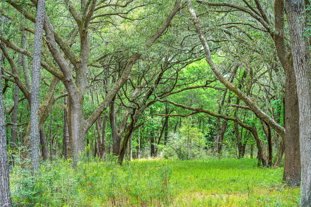 Photo of Lot 3 King Rail Lane, Edisto Island, SC 29438 (MLS # 25013664)
