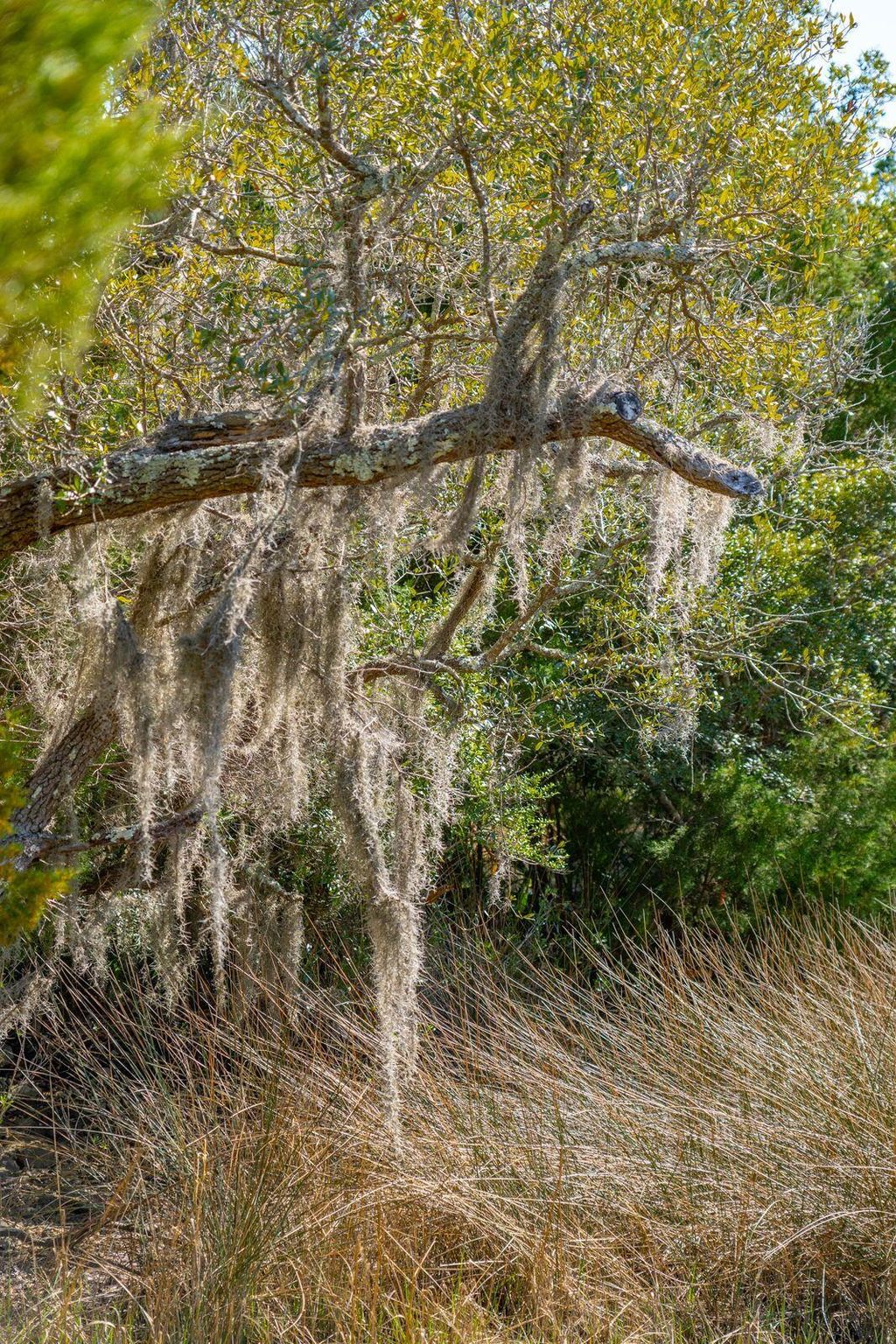 Photo of 328 Maggie Road, Mount Pleasant, SC 29464 (MLS # 25004803)