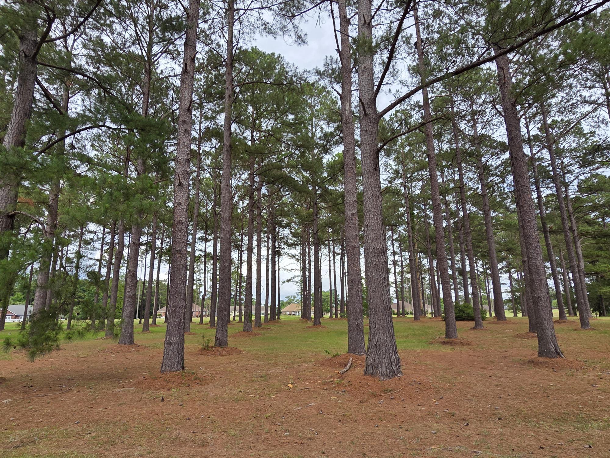 402 Pinelake Court