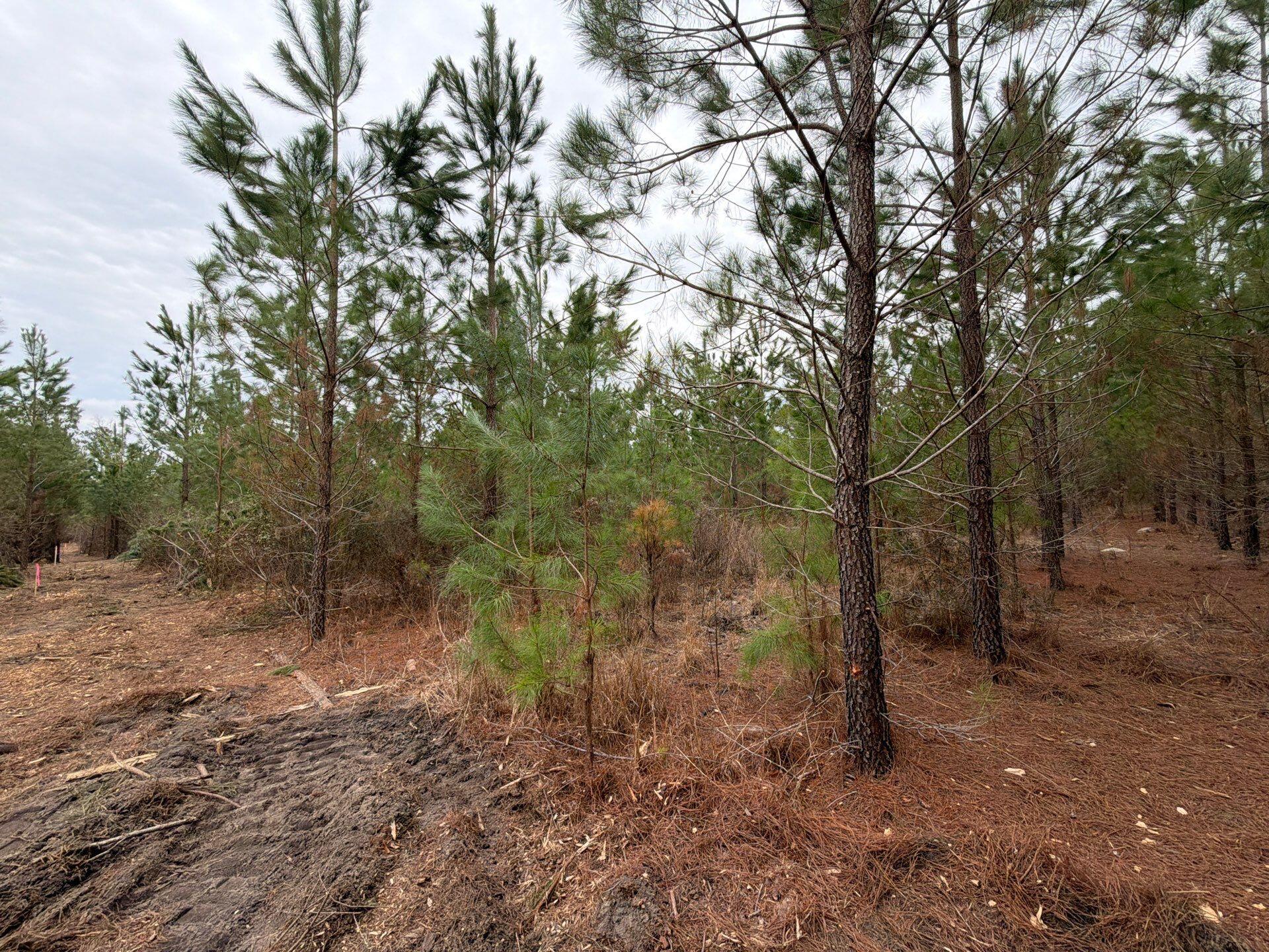 Bff Ii 3 J C Barefoot Road