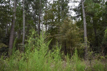 AUGUSTA LN, ANDREWS, SC 29510 - Image 2c8d8e7f6b39a282abcc20af65cedd58/1225544767