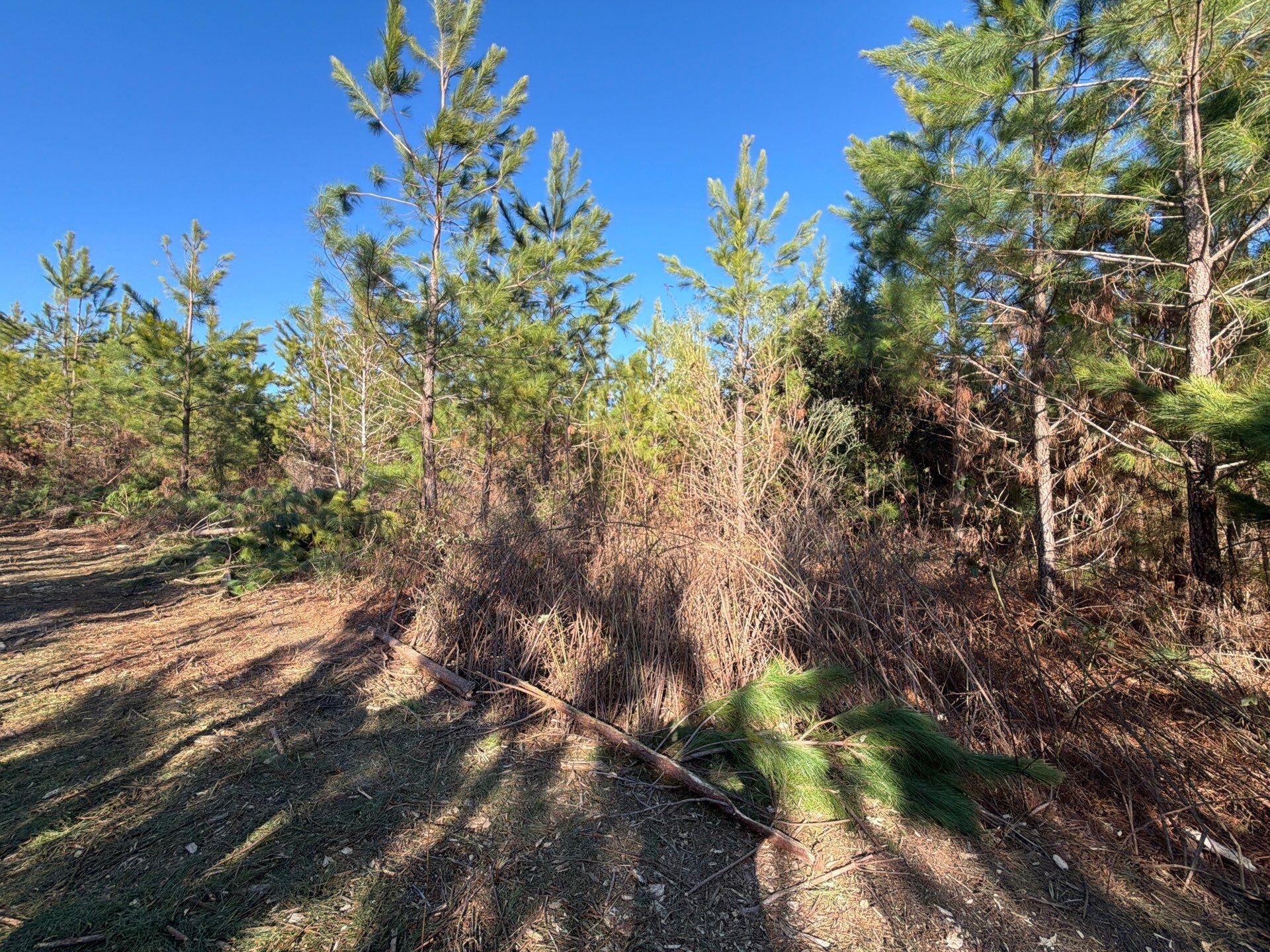 Bff Ii 6 Brunson Teal Rd Road