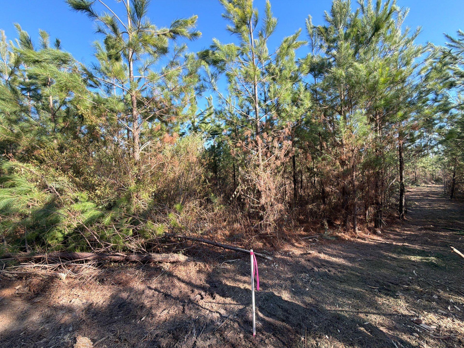 Bff Ii 6 Brunson Teal Rd Road