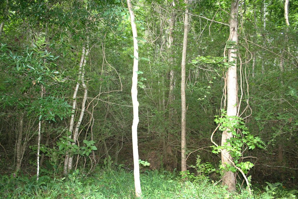 Photo of 0 Kitfield Road, Moncks Corner, SC 29461 (MLS # 26014555)