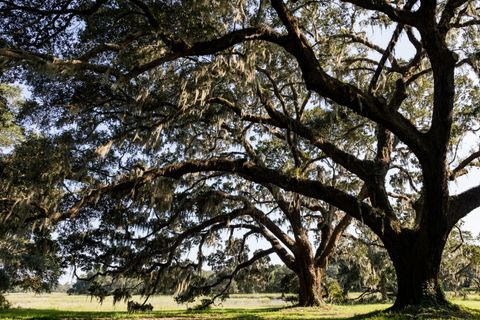 A home in Johns Island