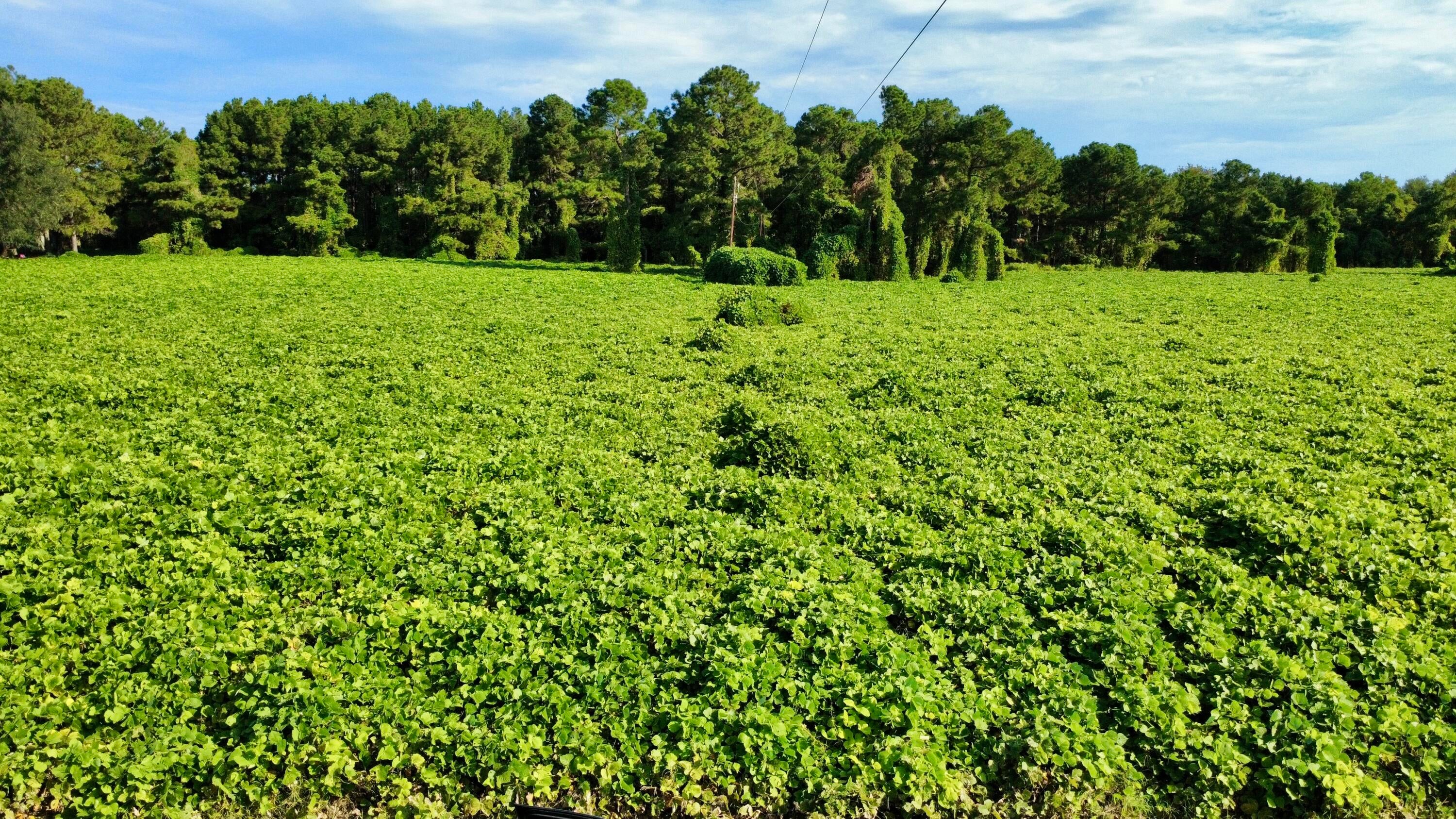 1 Michelle Street