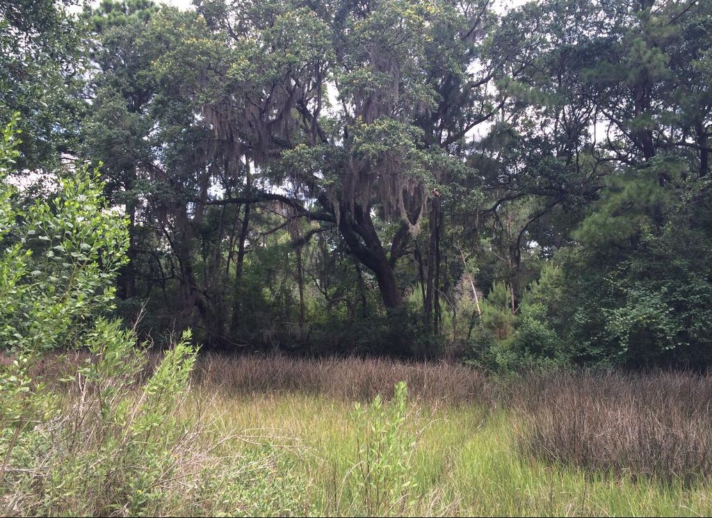 Photo of 2907 River Road Road, Johns Island, SC 29455 (MLS # 25029278)