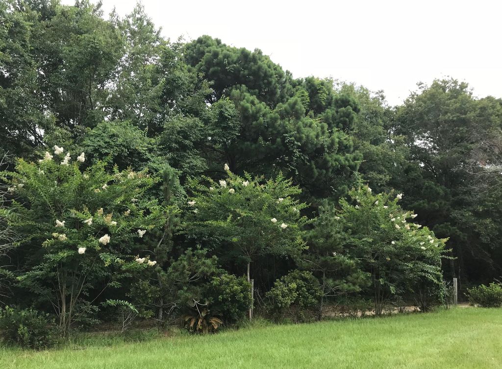 Photo of 2907 River Road Road, Johns Island, SC 29455 (MLS # 25029278)