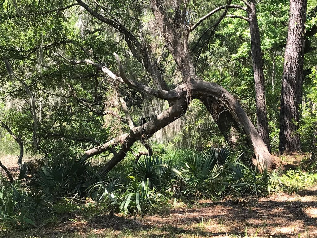 Photo of 2907 River Road Road, Johns Island, SC 29455 (MLS # 25029278)