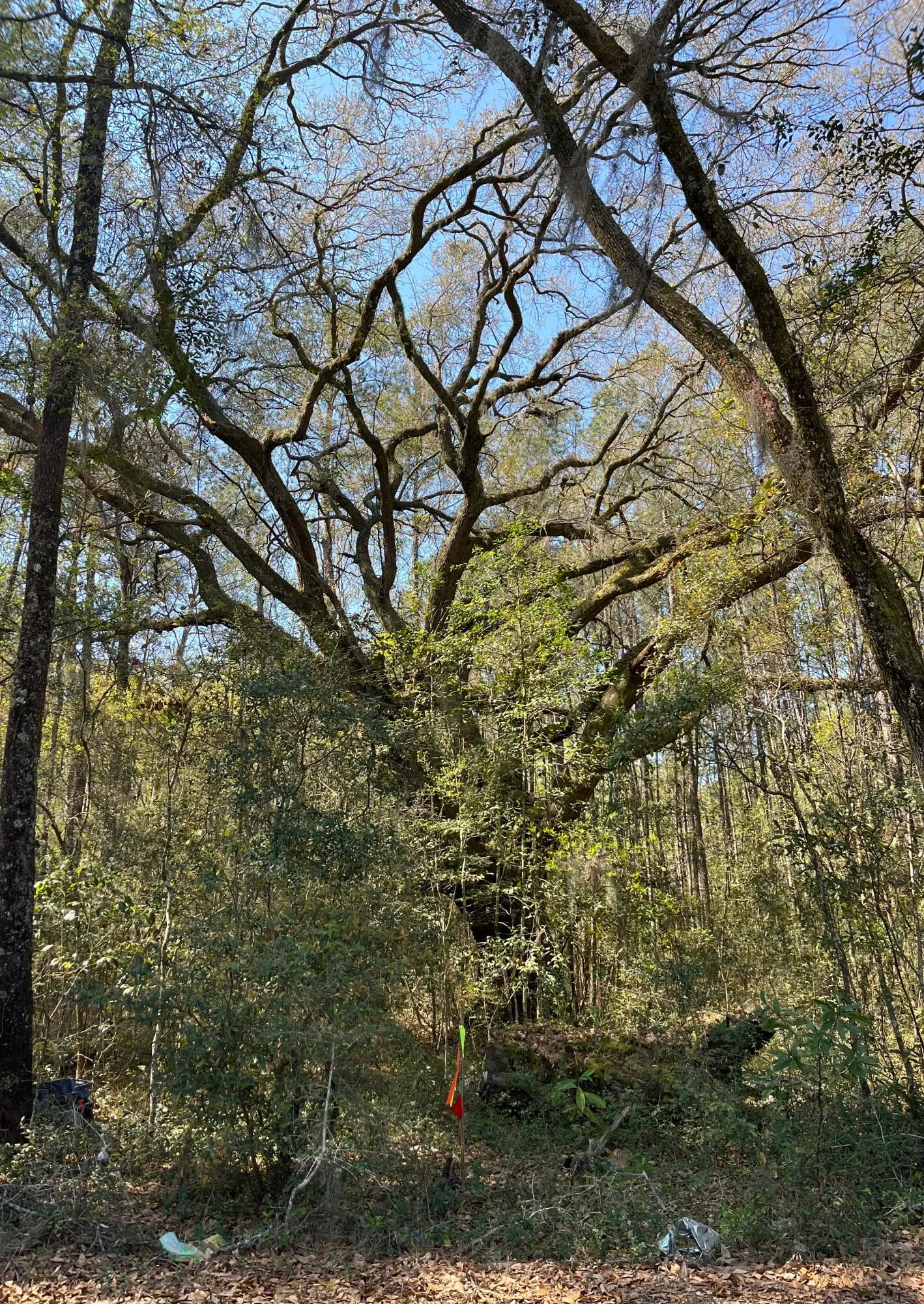 5331 Old Military Road Unit Lot #3, Adams Run, SC, 29426