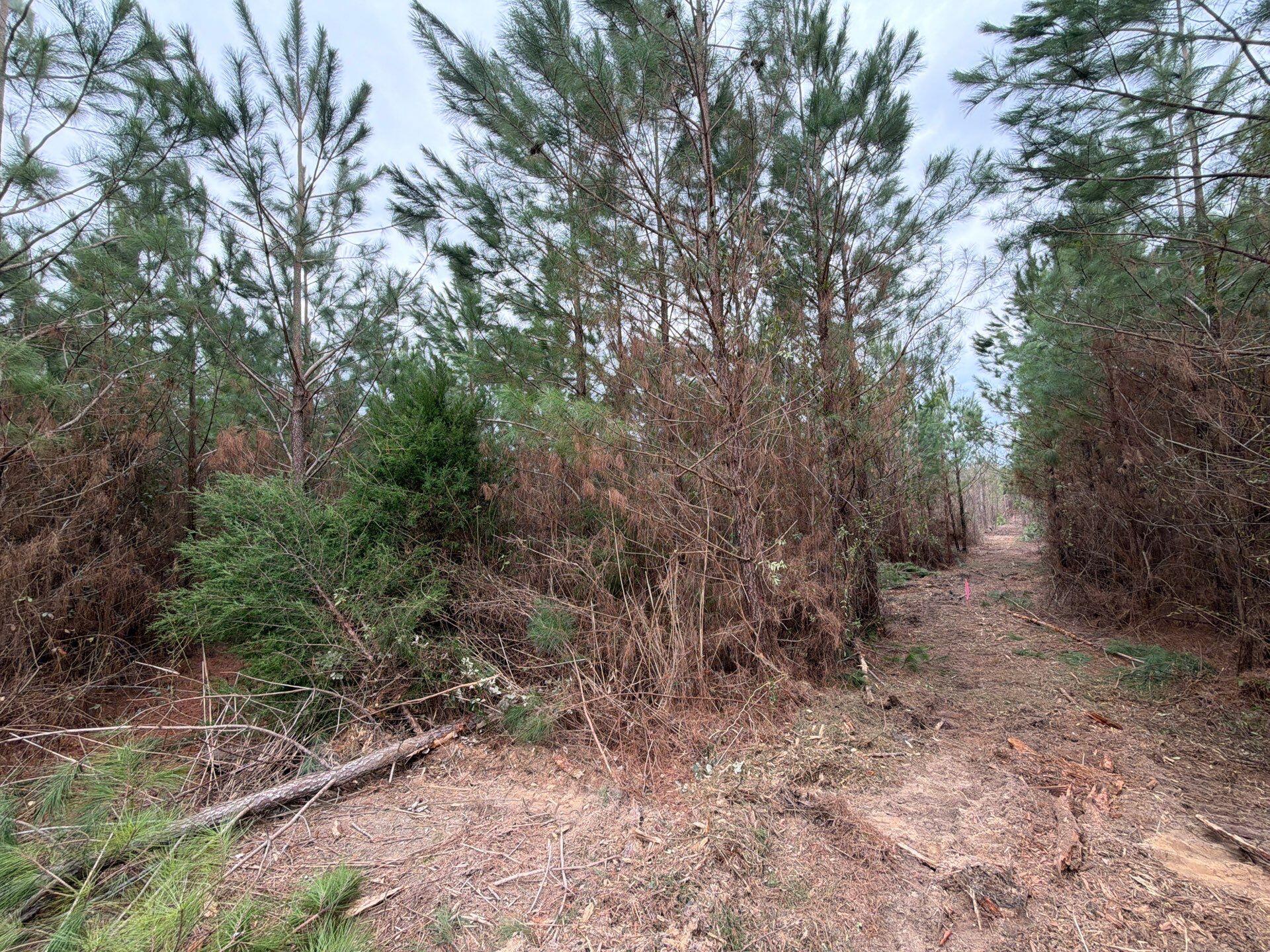 Bff Ii 5 Brunson Teal Rd Road