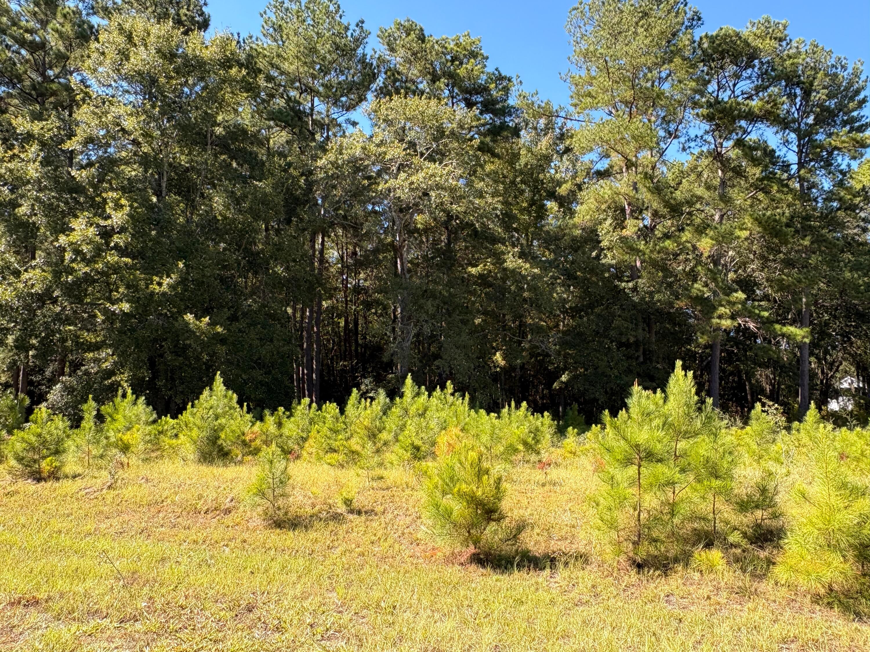 308 Piney Grove Road