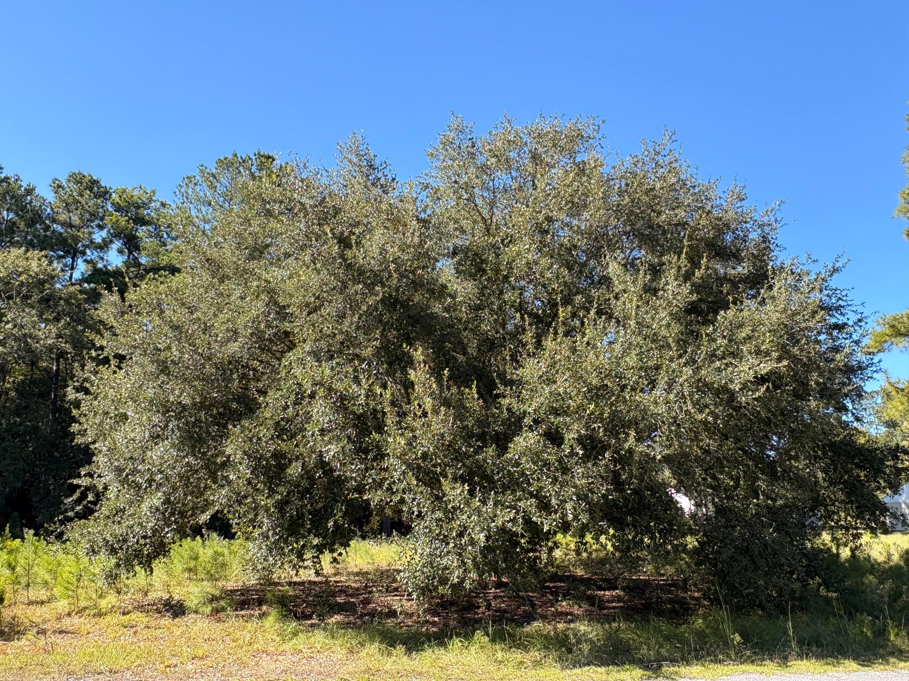 308 Piney Grove Road