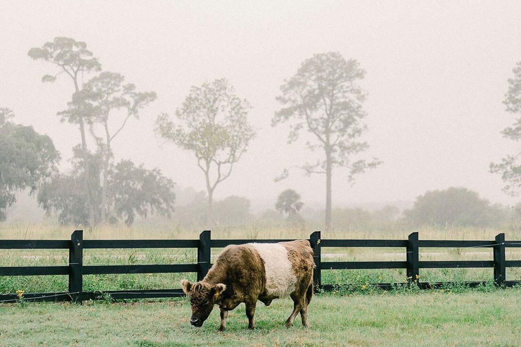 Photo of 3035 Eventide Drive, Johns Island, SC 29455 (MLS # 26002607)