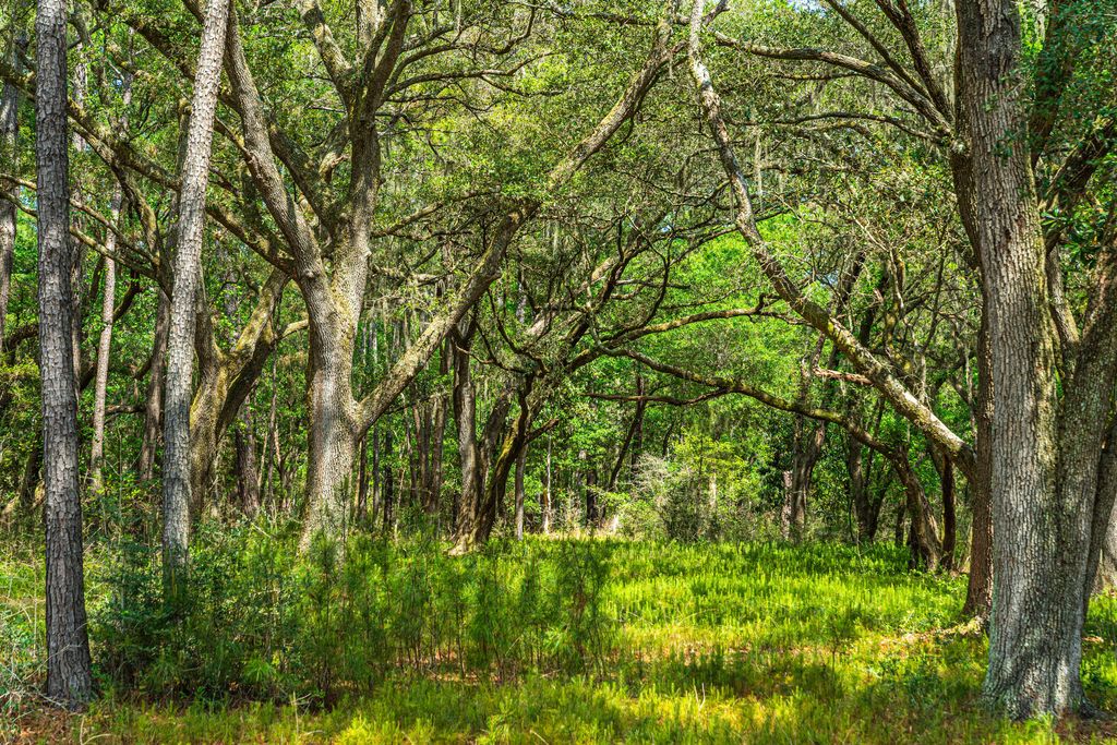 Photo of Lot 4 King Rail Lane, Edisto Island, SC 29438 (MLS # 25013666)