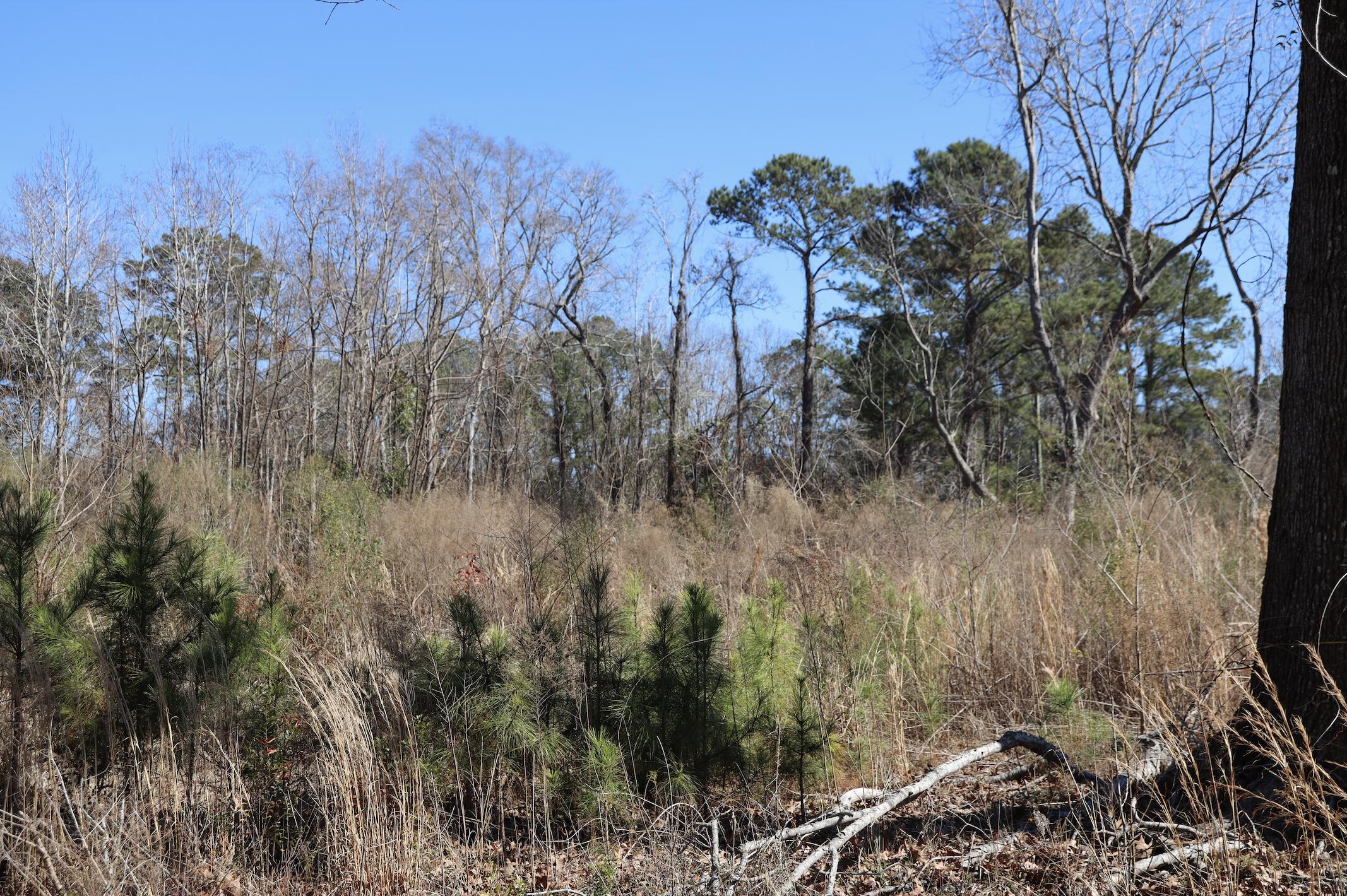 1742 Habersham Road