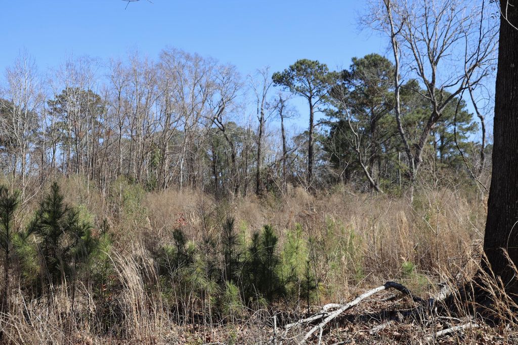 Photo of 1742 Habersham Road, Mount Pleasant, SC 29466 (MLS # 25002485)