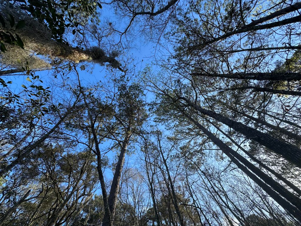 Photo of 0 Cooke Road #Lot 1, Johns Island, SC 29455 (MLS # 26007245)