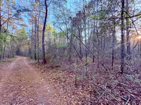 430 WEENEE RD, JAMESTOWN, SC 29453 - Image 5bdcfdda65d2abcaefe9279d5f6c113e/321387477