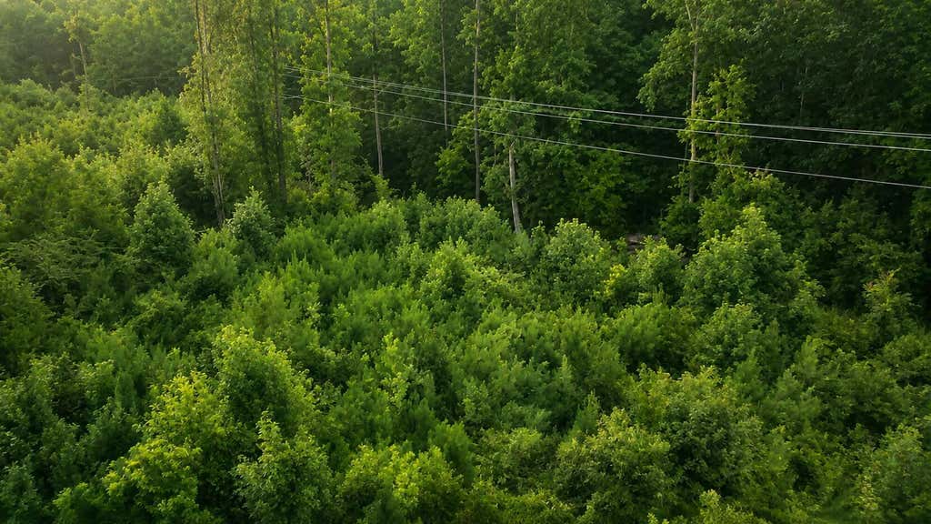 Photo of 00 Whitesville Road, Moncks Corner, SC 29461 (MLS # 26021353)