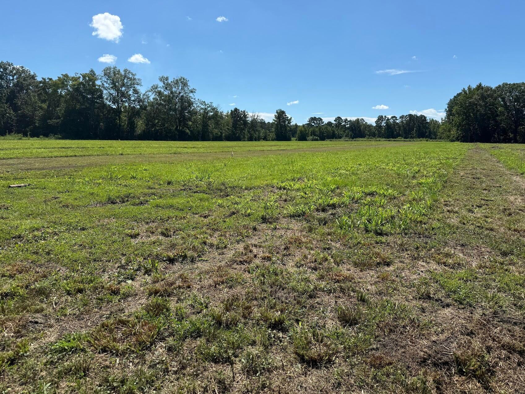 15844 Ace Basin (Lot #3) Parkway