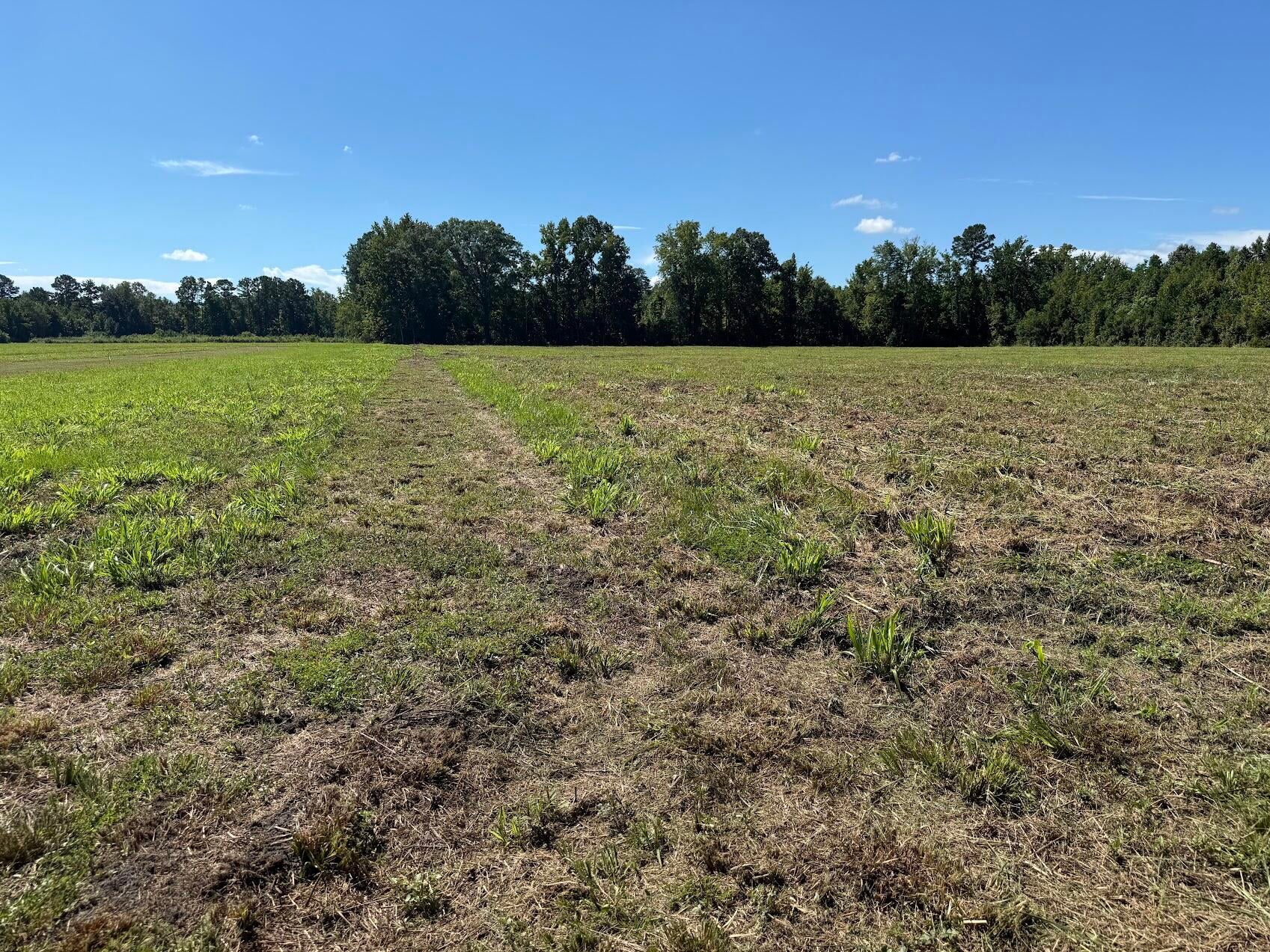 15844 Ace Basin (Lot #3) Parkway