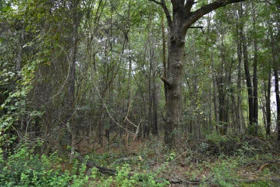 Lot 14 Tupperware Road, Hemingway, SC, 29554