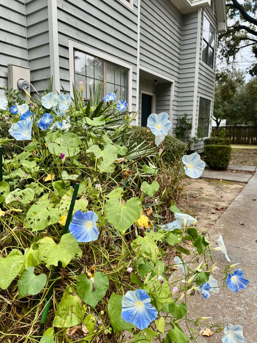 Photo of 890 Sea Gull Drive, Mount Pleasant, SC 29464 (MLS # 26000518)