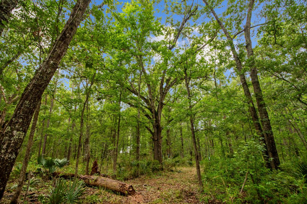 Photo of 4848 Woodville Road, Awendaw, SC 29429 (MLS # 25020655)
