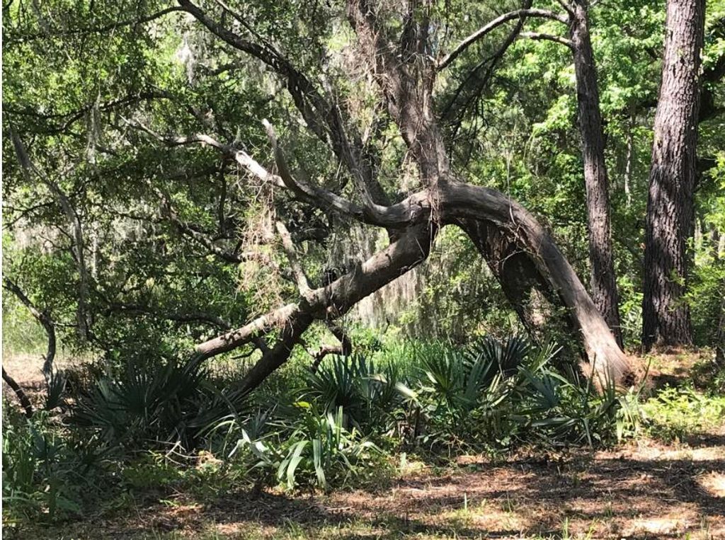 Photo of 2907 River Road, Johns Island, SC 29455 (MLS # 26008800)