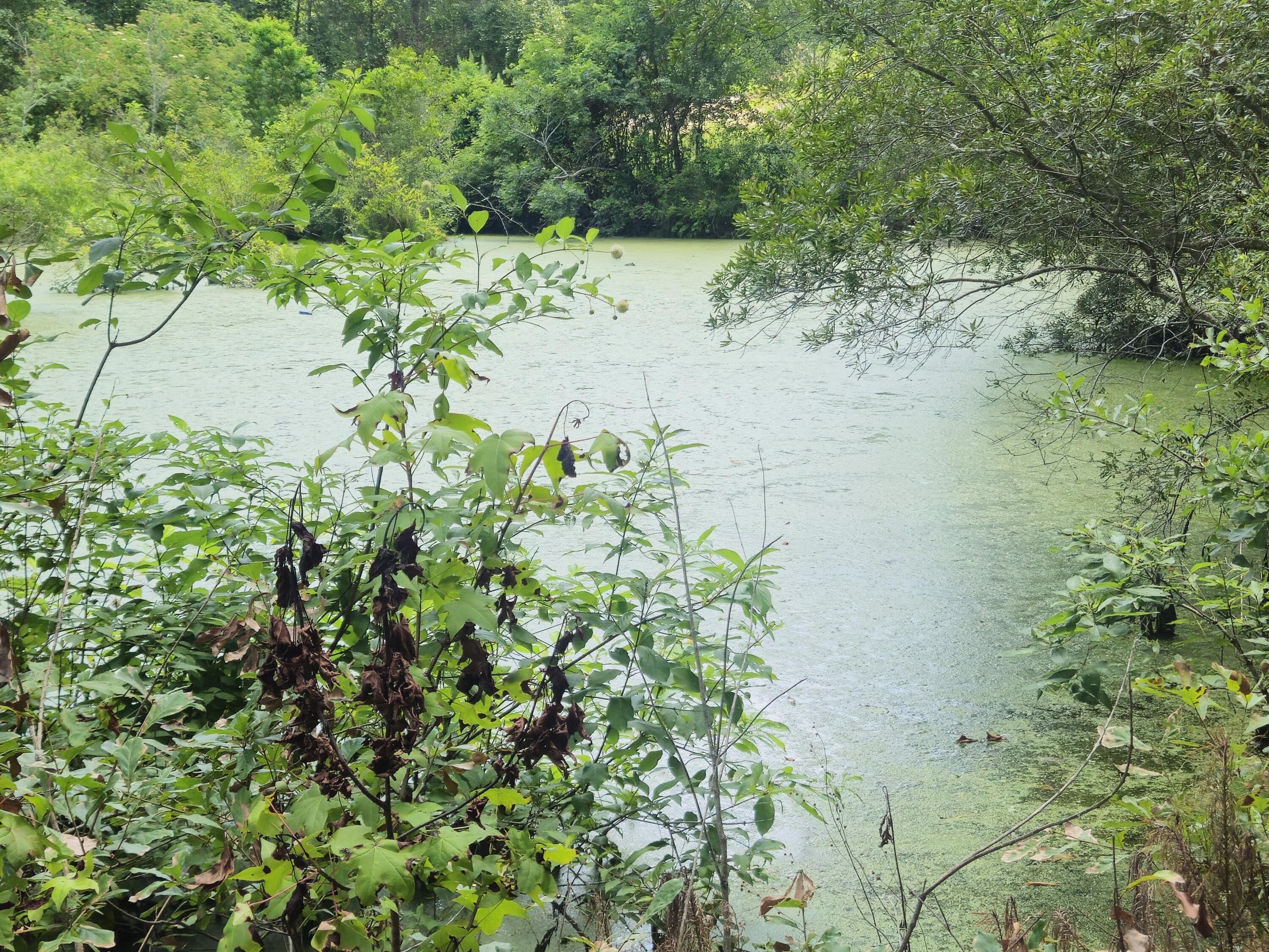 126 Rattlensnake Trail